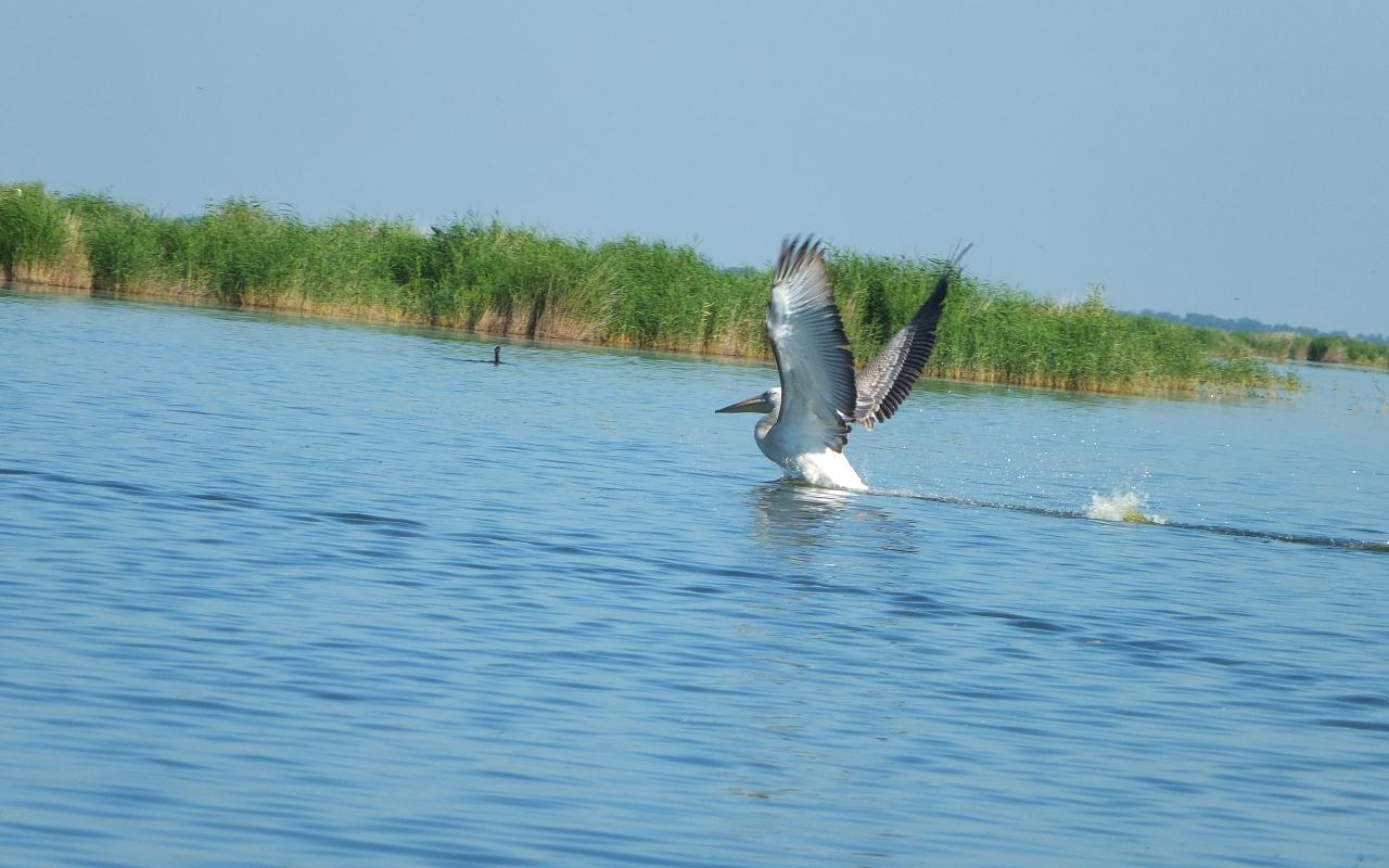 Исчезающая «рисовая птичка» и кудрявый пеликан: профессор НГПУ рассказал о самых необычных птицах, встреченных орнитологами под Новосибирском в 2025 году