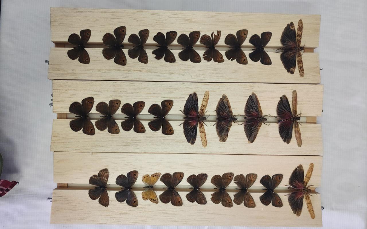 ФОТО к новости: Ловля бабочек в июльских снегах: студенты ИЕСЭН НГПУ изучают насекомых в Горном Алтае
