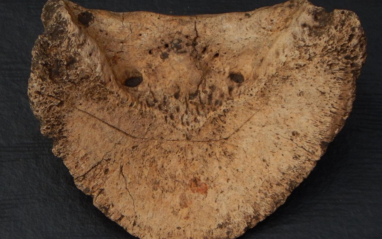 ФОТО к новости: Археолог из НГПУ доказал: древние жители Евразии делали доспехи из конских копыт